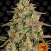 Amnesia Lemon Barneys Farm Seeds