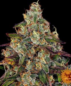 Amnesia Lemon — изображение 3