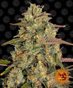 Amnesia Lemon Barneys Farm Seeds