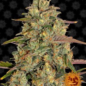Amnesia Lemon Barneys Farm Seeds