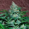 Amnesia Ryder Auto WorldOfSeeds