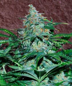 Amnesia Ryder Auto WorldOfSeeds