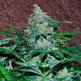 Amnesia Ryder Auto WorldOfSeeds