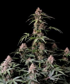 Amnesia Zkittlez Auto — изображение 2