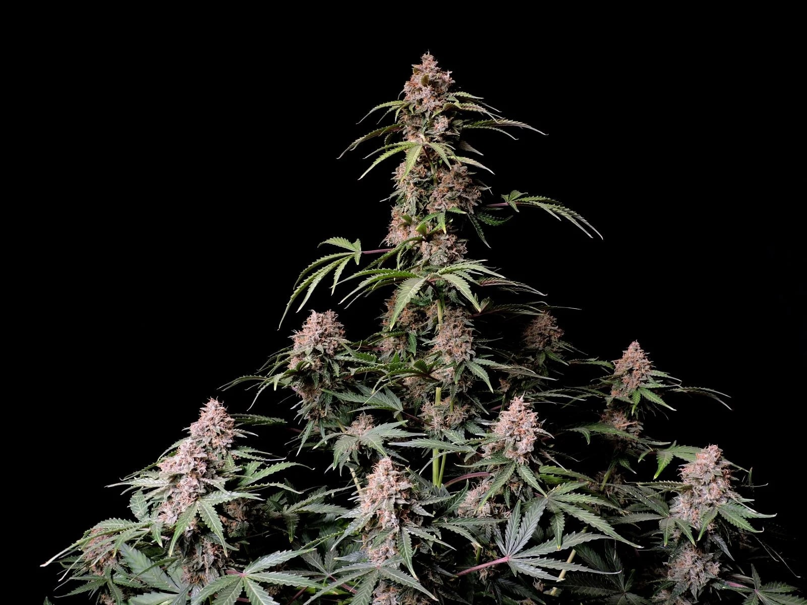 Amnesia Zkittlez Auto — изображение 2