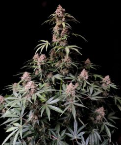 Amnesia Zkittlez Auto — изображение 3