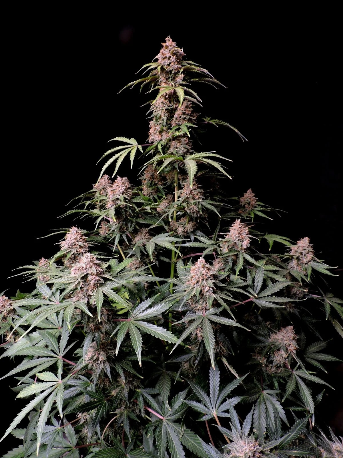 Amnesia Zkittlez Auto — изображение 3