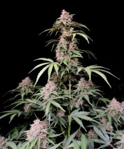 Amnesia Zkittlez Auto — изображение 4