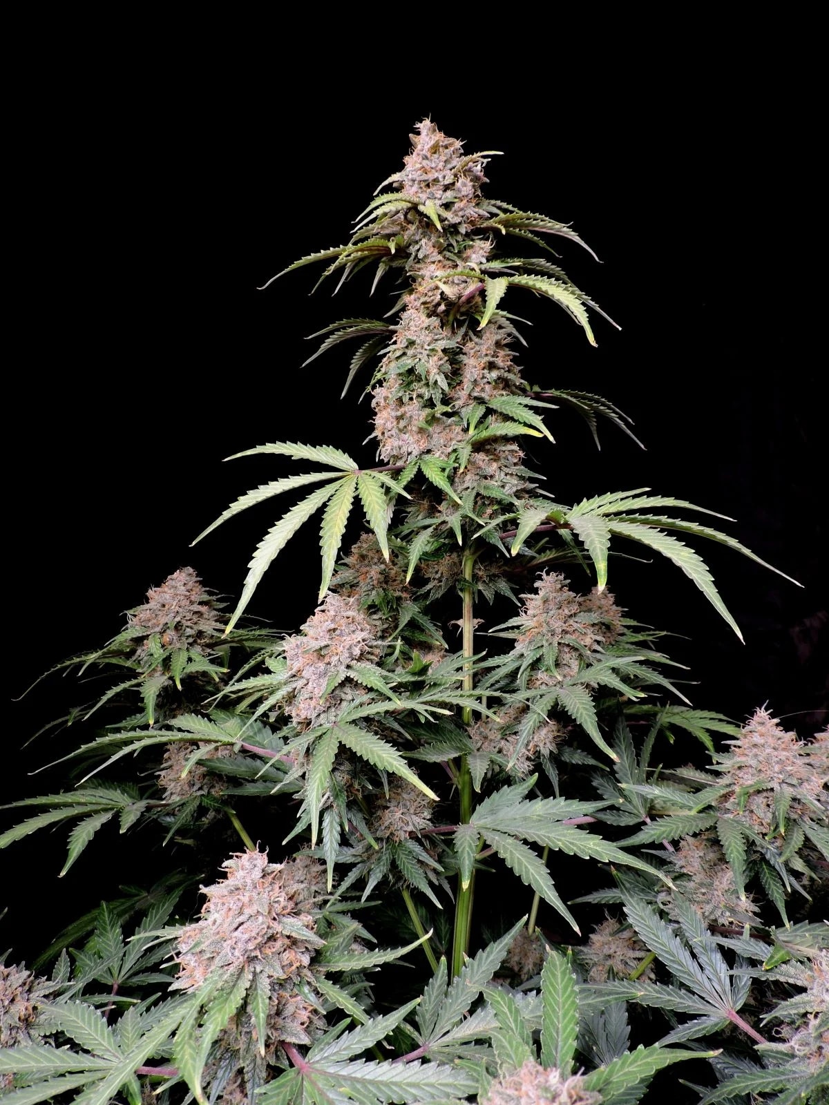 Amnesia Zkittlez Auto — изображение 4