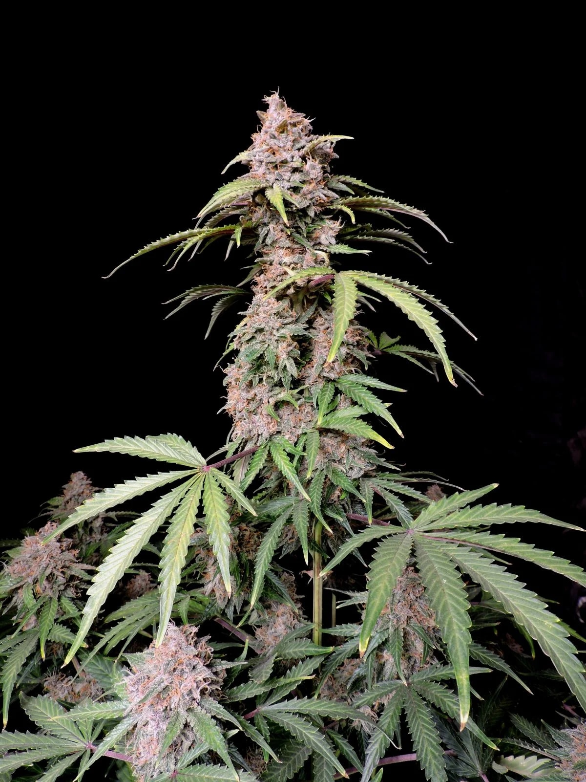 Amnesia Zkittlez Auto — изображение 5