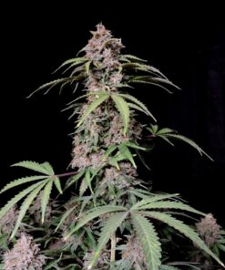Amnesia Zkittlez Auto — изображение 6