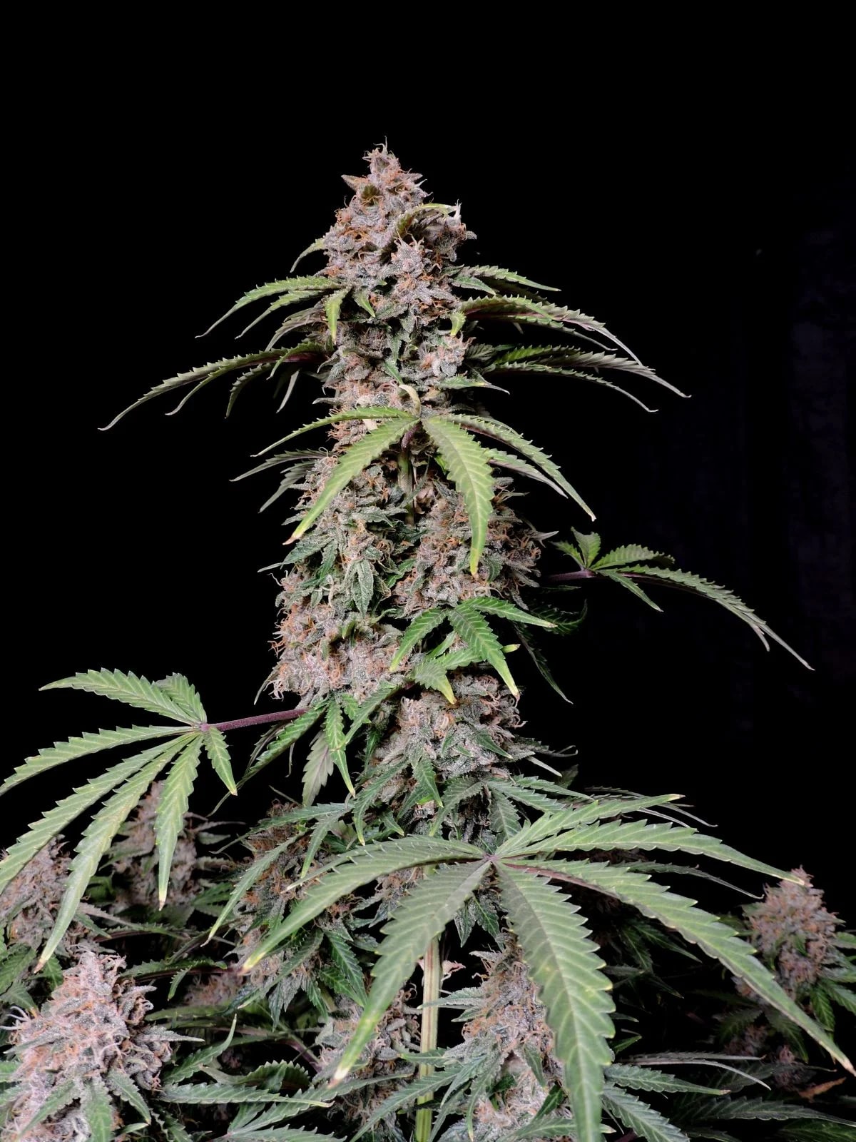 Amnesia Zkittlez Auto — изображение 6