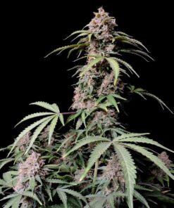 Amnesia Zkittlez Auto — изображение 7
