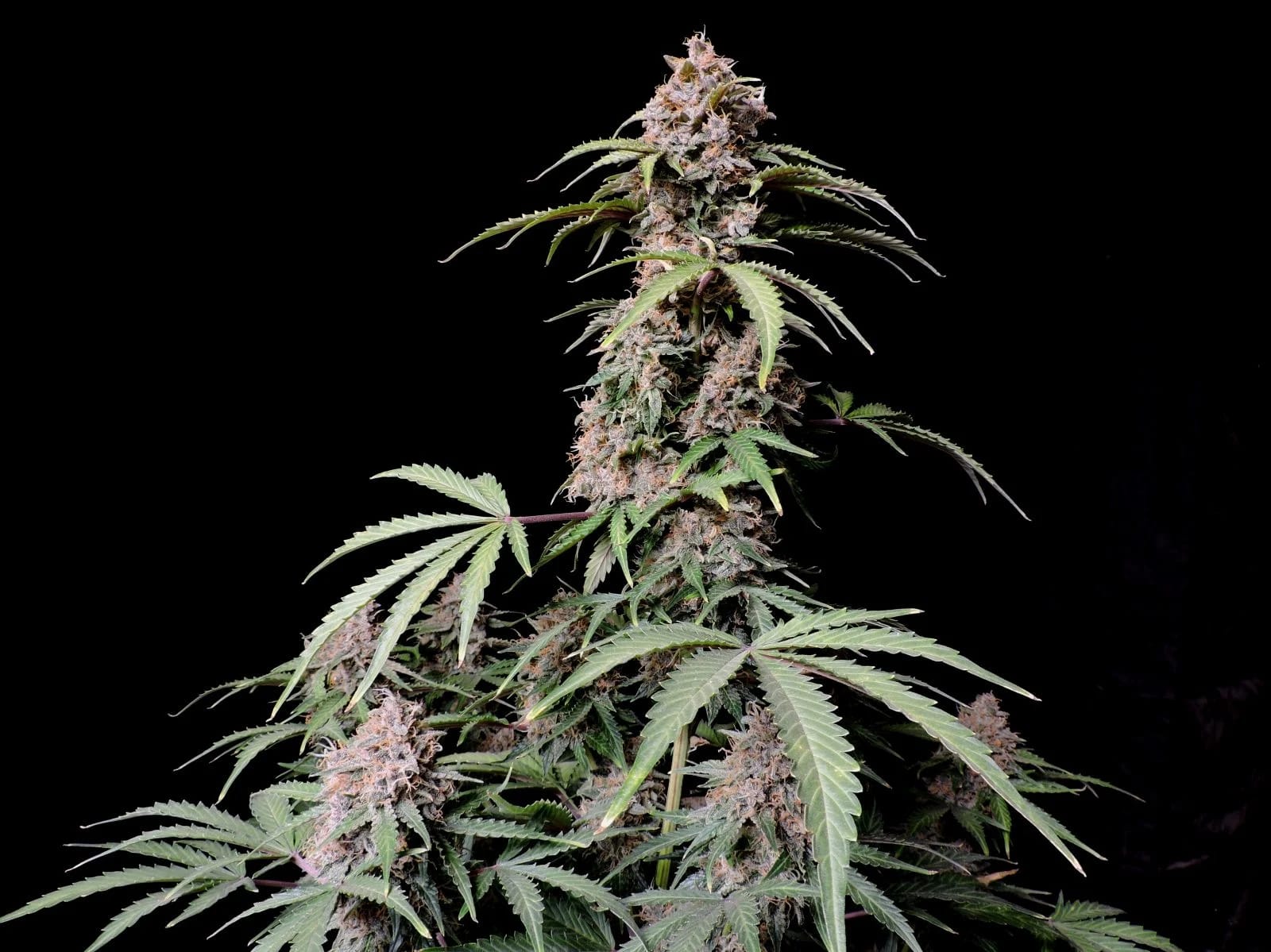 Amnesia Zkittlez Auto — изображение 7