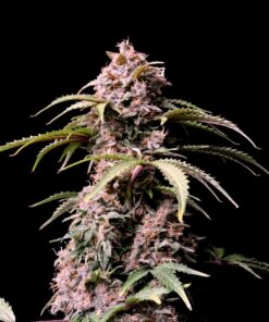 Amnesia Zkittlez Auto — изображение 8
