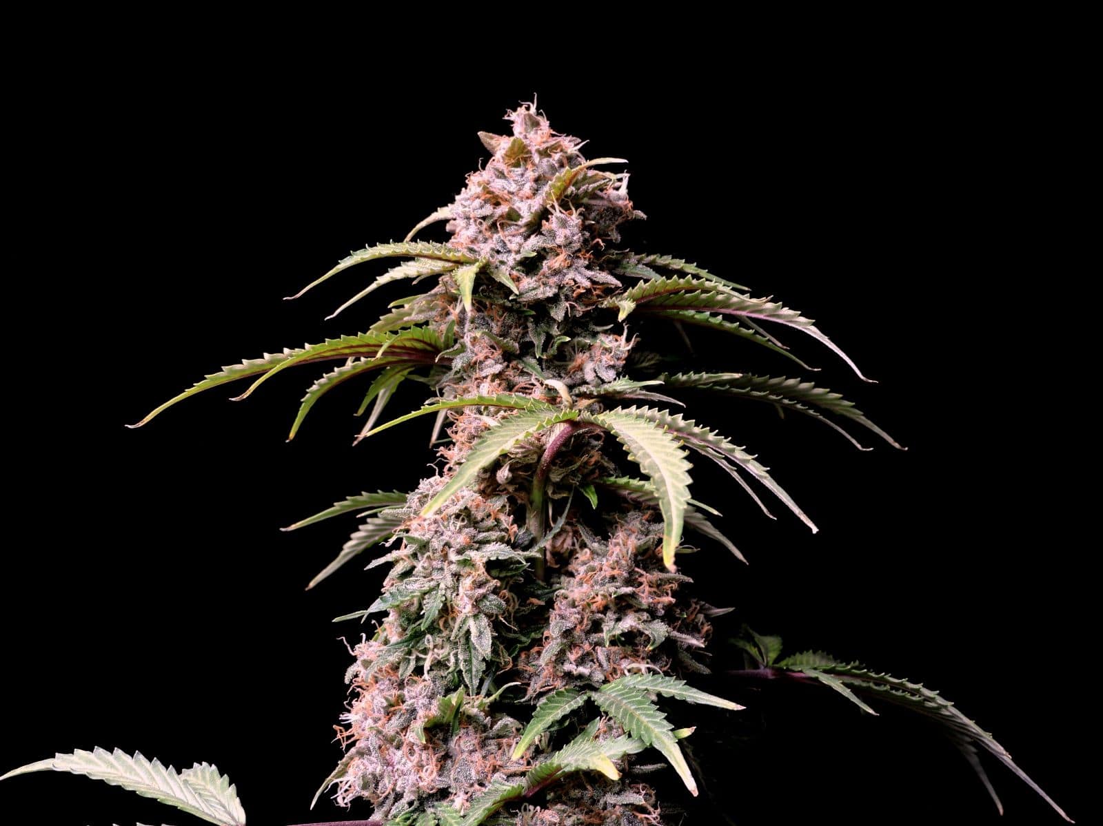 Amnesia Zkittlez Auto — изображение 8