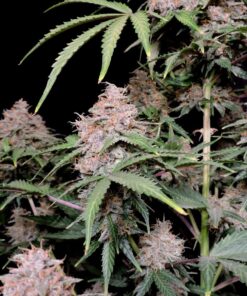 Amnesia Zkittlez Auto — изображение 9