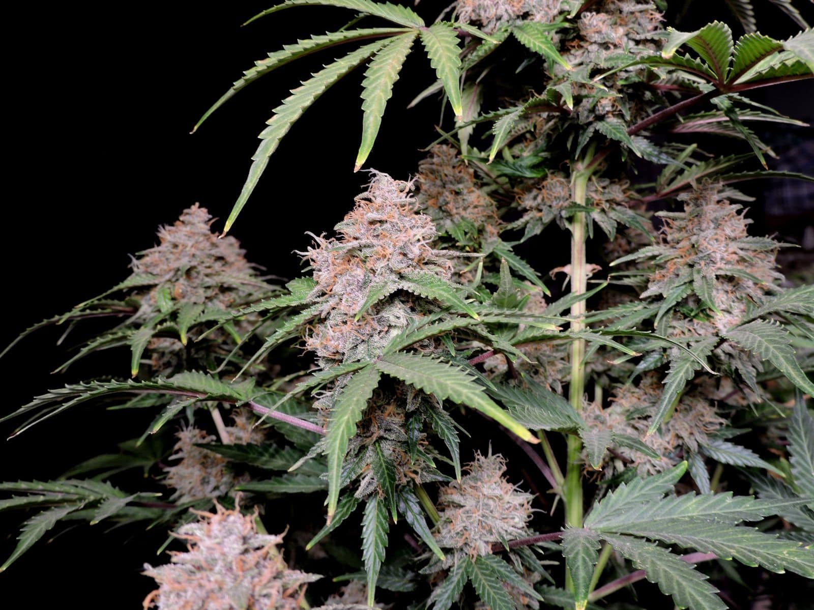 Amnesia Zkittlez Auto — изображение 9
