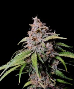 Amnesia Zkittlez Auto — изображение 10