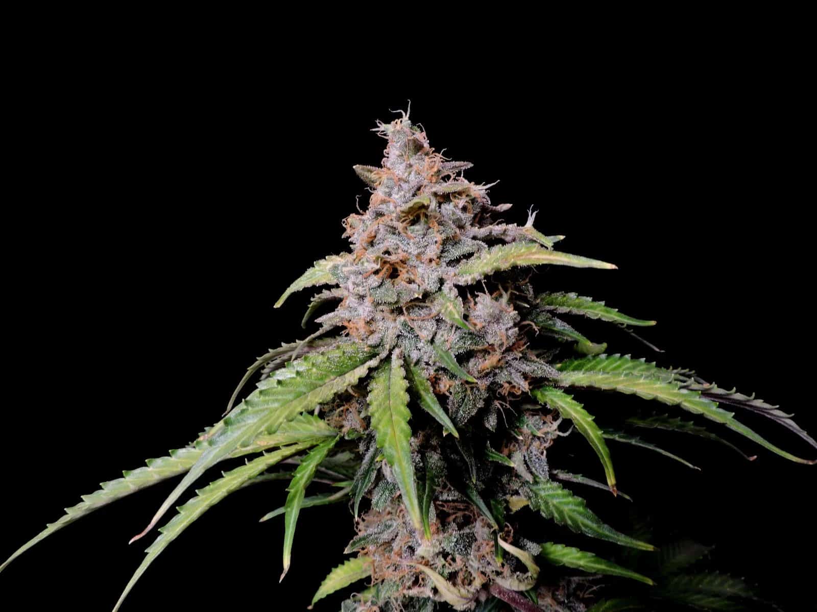 Amnesia Zkittlez Auto — изображение 10