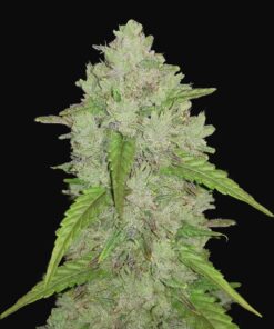 Amnesia Haze Auto Fast Buds Seeds