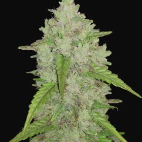 Amnesia Haze Auto Fast Buds Seeds