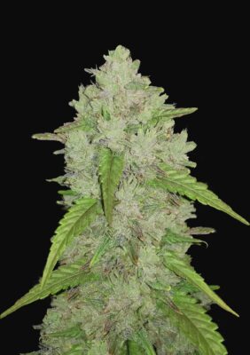 Amnesia Haze Auto Fast Buds Seeds