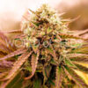 Appalachian Kush Early Version WorldOfSeeds