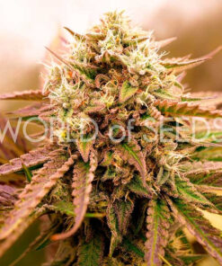 Appalachian Kush Early Version WorldOfSeeds