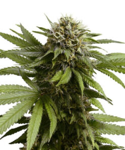 Apple Fritter Auto Royal Queen Seeds