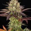 Apple Fritter Barneys Farm Seeds