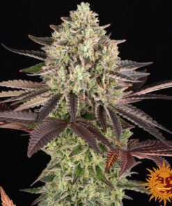 Apple Fritter — изображение 12