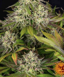 Apple Fritter — изображение 13