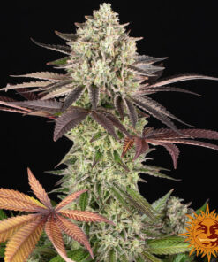 Apple Fritter — изображение 15
