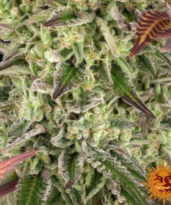 Apple Fritter — изображение 16