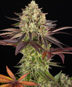 Apple Fritter Barneys Farm Seeds