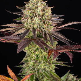 Apple Fritter Barneys Farm Seeds