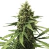 Apple Fritter Royal Queen Seeds