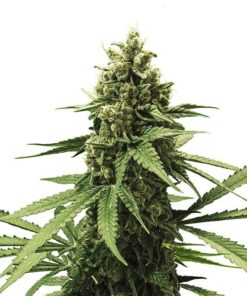 Apple Fritter Royal Queen Seeds