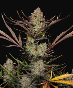 Apple Strudel Auto Fast Buds Seeds