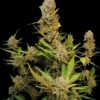 Apricot Auto Fast Buds Seeds