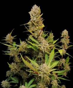 Apricot Auto Fast Buds Seeds