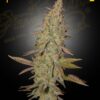 Arjan's Ultra Haze 1 Green House Seeds