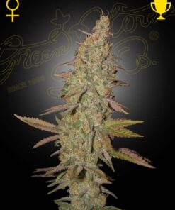 Arjan's Ultra Haze 1 Green House Seeds
