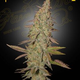 Arjan's Ultra Haze 1 Green House Seeds
