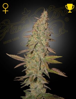 Arjan's Ultra Haze 1 Green House Seeds