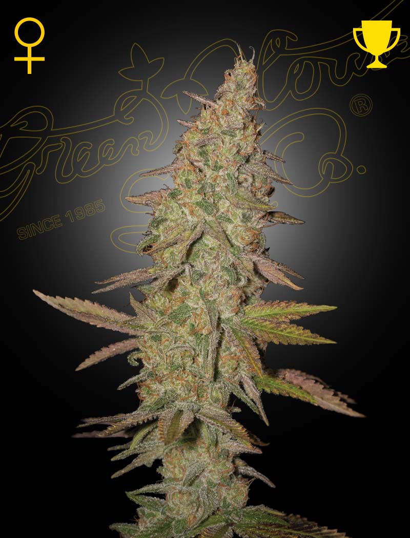 Arjan's Ultra Haze 1 Green House Seeds