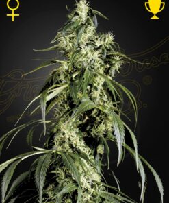 Arjan's Haze 1 Green House Seeds