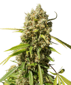 Elephant Auto SuperSativaSeedClub