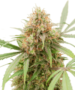 AK Triple Haze Auto SuperSativaSeedClub